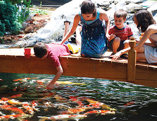 Koi Feeding Pond