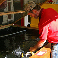 Catching Koi