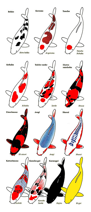 Types of Koi Fish