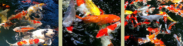 Koi Packages