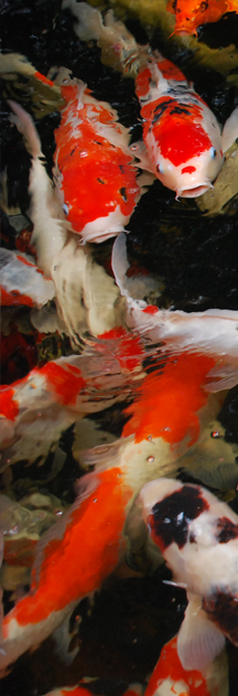 Koi Fish sidebar