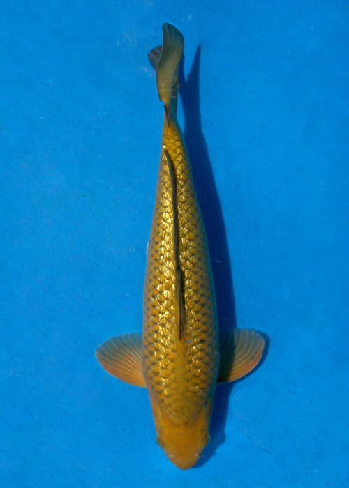 chagoi koi